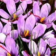 Крокус Ботанический Sativus Saffron