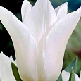 Тюльпан White Triumphator