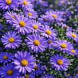 Астра кустарниковая Early Blue