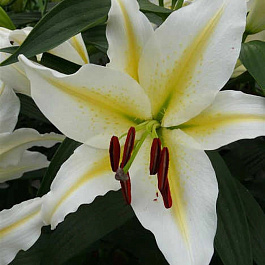 Лилия восточная Баферрари