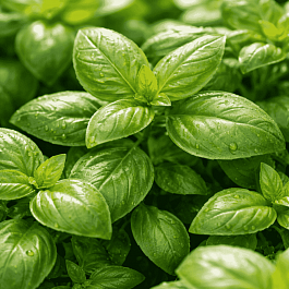 Мята Basil Mint