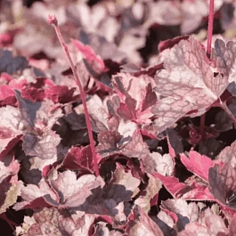 Гейхера  Mini Mouse