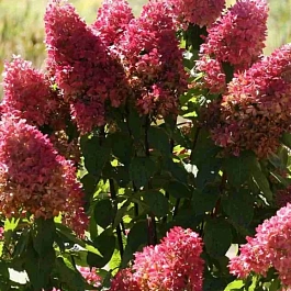 Гортензия метельчатая Dolly