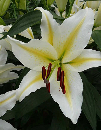 Лилия восточная Баферрари