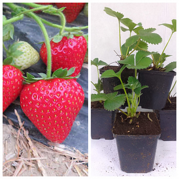 Земляника садовая Талия НАБОР 5ШТ