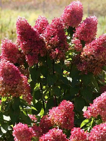 Гортензия метельчатая Dolly