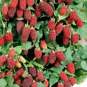 Ежемалина Логанберри Ежемалина Логанберри