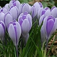Крокус Vanguard