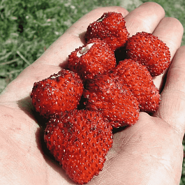 Земляника альпийская Рюген