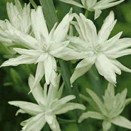 Камассия Лейхтлина Semiplena