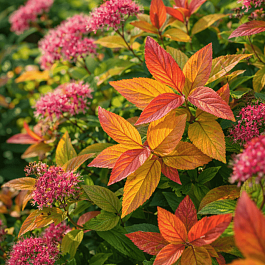 Спирея японская Macrophylla