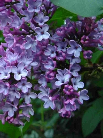 Сирень обыкновенная Адмирал Кузнецов