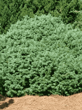 Пихта субальпийская Green Globe
