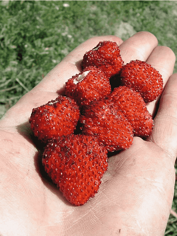 Земляника альпийская Рюген