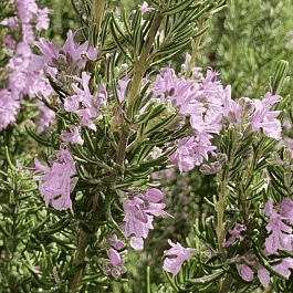 Розмарин лекарственный Majorca Pink