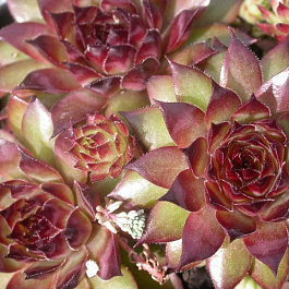 Молодило Бронко Молодило Бронко