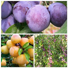 Дерево-сад (2-3х летка) слива 2 сорта Конфетная - Волжская красавица Дерево-сад (2-3х летка) слива 2 сорта Конфетная - Волжская красавица