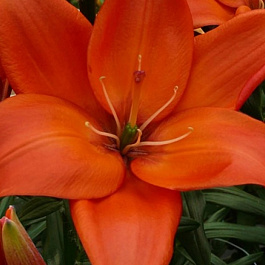 Лилия азиатская Изи Лав НАБОР 2ШТ (2+2) Лилия азиатская Изи Лав НАБОР 2ШТ (2+2)