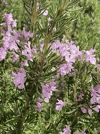 Розмарин лекарственный Majorca Pink