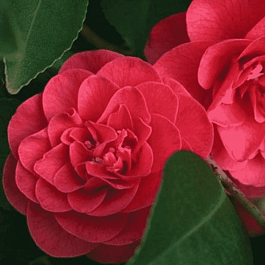 Камелия японская Lady Campbell