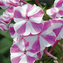 Флокс метельчатый Adessa Special Lilac Twist