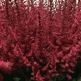 Астильба Арендса Paul Gaarder