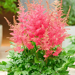 Астильба гибридная Sunny Day