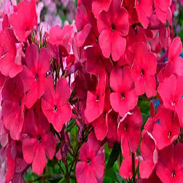 Флокс Зумба