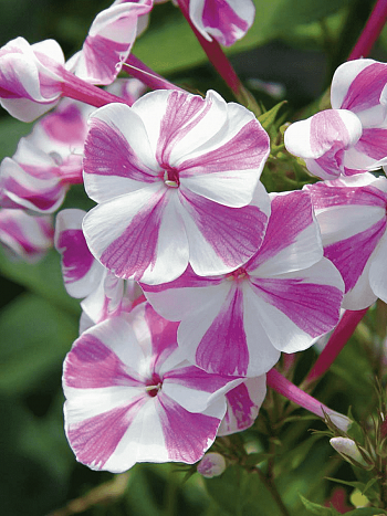 Флокс метельчатый Adessa Special Lilac Twist