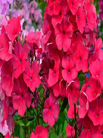 Флокс Зумба