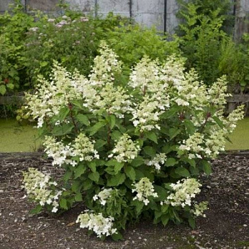 Гортензия метельчатая Биг Бен