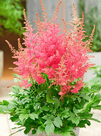 Астильба гибридная Sunny Day