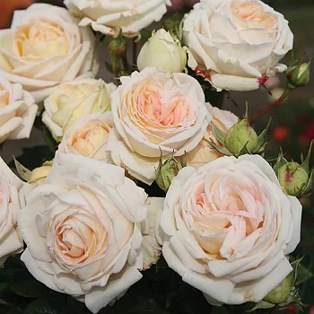 Роза чайно-гибридная Мадам Энизетт