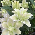 Лилия Roselily Eleonora