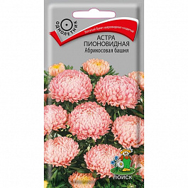 Астра пионовидная Абрикосовая башня