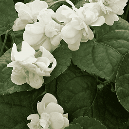 Виола душистая Comte De Brazza