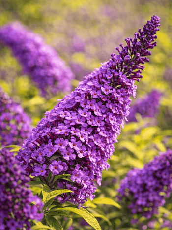 Буддлея давида  MOONSHINE