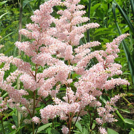 Астильба японская Квин Александра