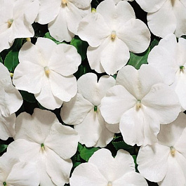 Бальзамин Баланс Вайт