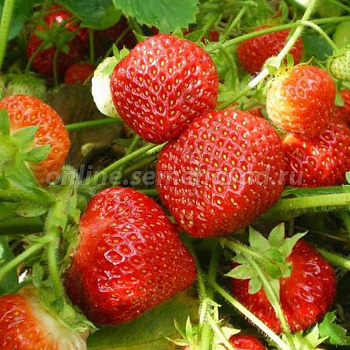 Земляника садовая Надежда