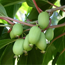 Актинидия гибридная Киевская (женская)