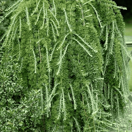 Лиственница европейская