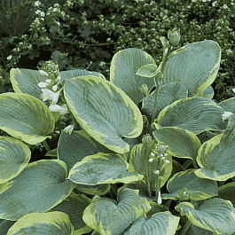 Хоста Frances Williams