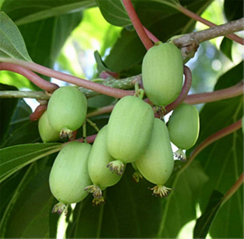 Актинидия гибридная Киевская (женская)