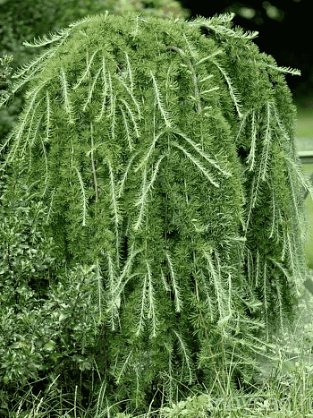 Лиственница европейская