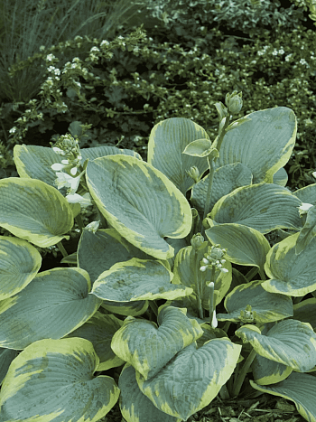 Хоста Frances Williams