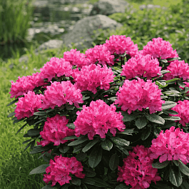 Рододендрон гибридный Hellikki