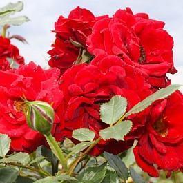 Роза миниатюрная Dwarf Queen 82