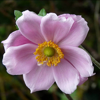 Анемона гибридная Лорелай