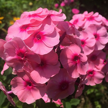 Флокс метельчатый Джеффс Пинк НАБОР 2ШТ (1+1)